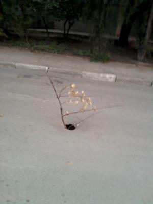 Прикрепленное изображение: Фото-0106.jpg